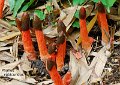 Phallus rubicundus-amf2113-1